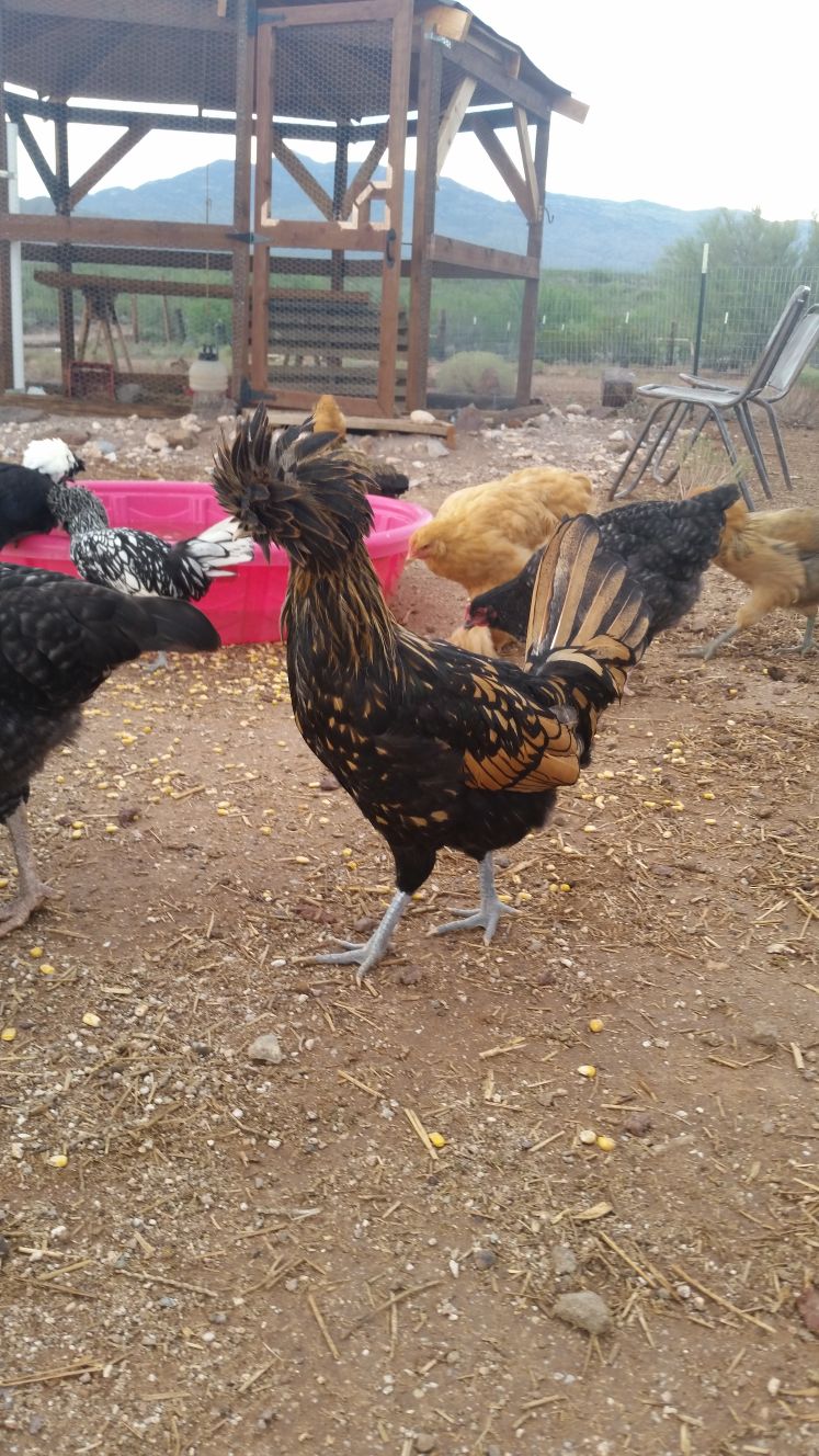 Readers show their chickens